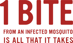 1 Bite from an Infected Mosquito is All That it Takes