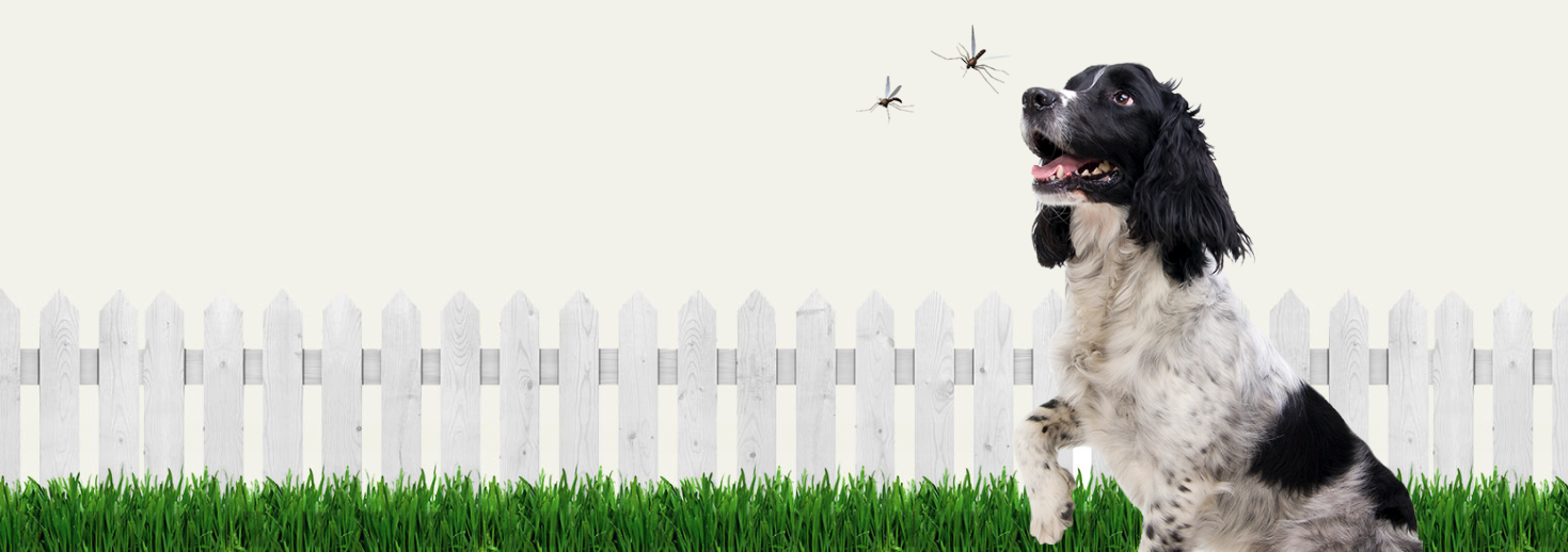 dog with a fence background